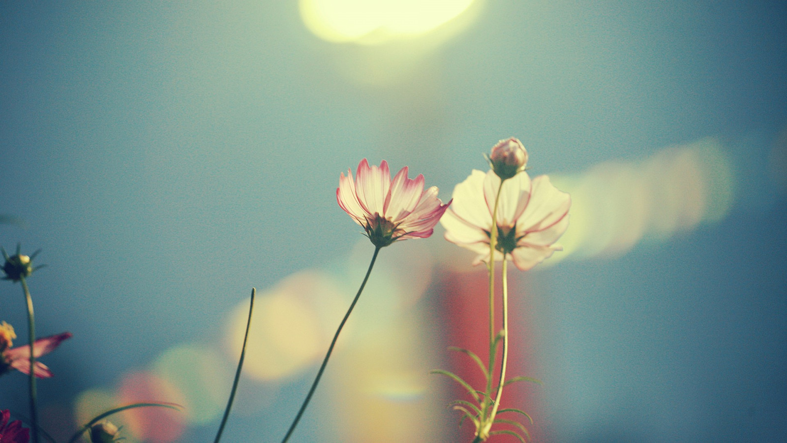 sunlight, depth of field, red, reflection, sky, photography, blue, morning, blossom, light, color, flower, plant, flora, petal, computer wallpaper, atmosphere of earth, macro photography