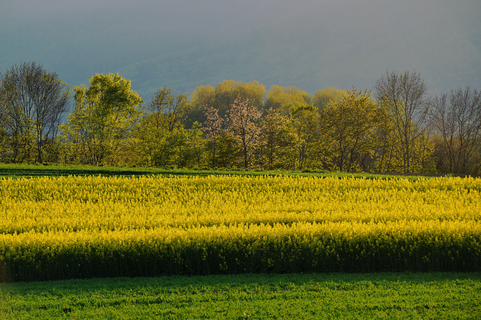 Fond d'écran aliments, la nature, herbe, champ, jaune, Suisse, Nikon