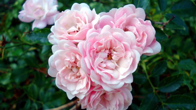 fiori,rami,le foglie