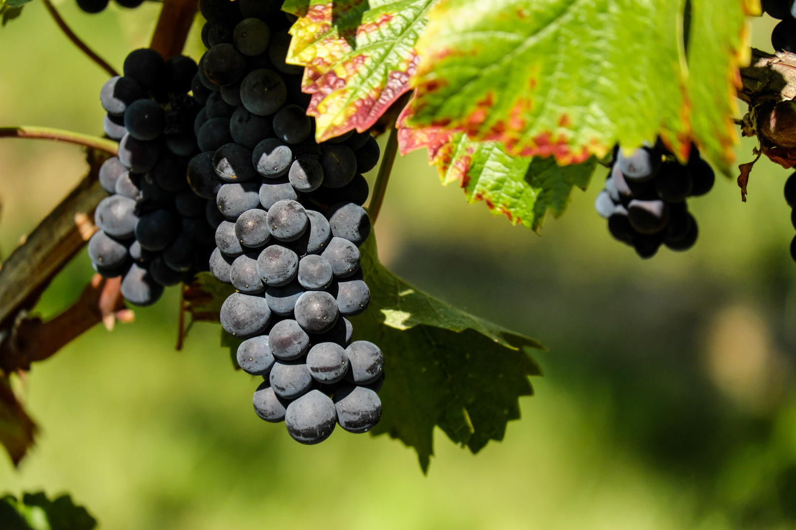 Seasonal Fruit Harvest 2026: What Agricultural Reports and Fruit Guides Say About Grape Classifications