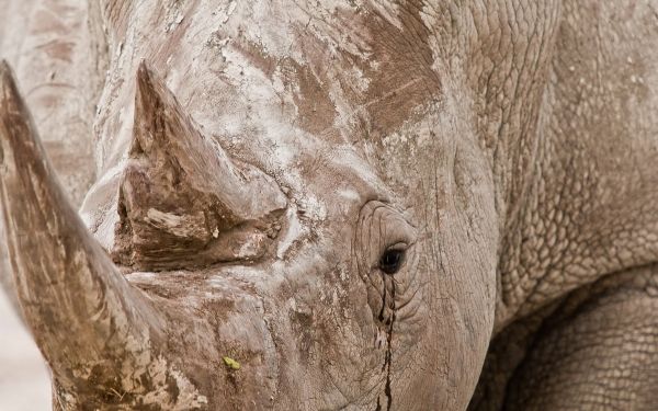 animals, wood, closeup, branch, wildlife, elephant