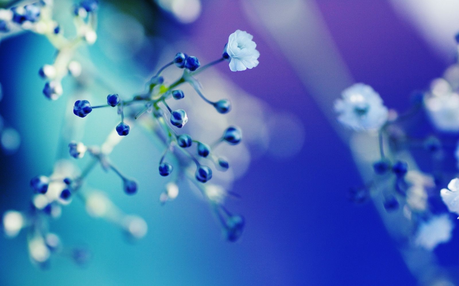 Backgorund Ranting Bunga Wallpaper : bunga, ranting, kesilauan, cahaya, terang 1920x1200 ...