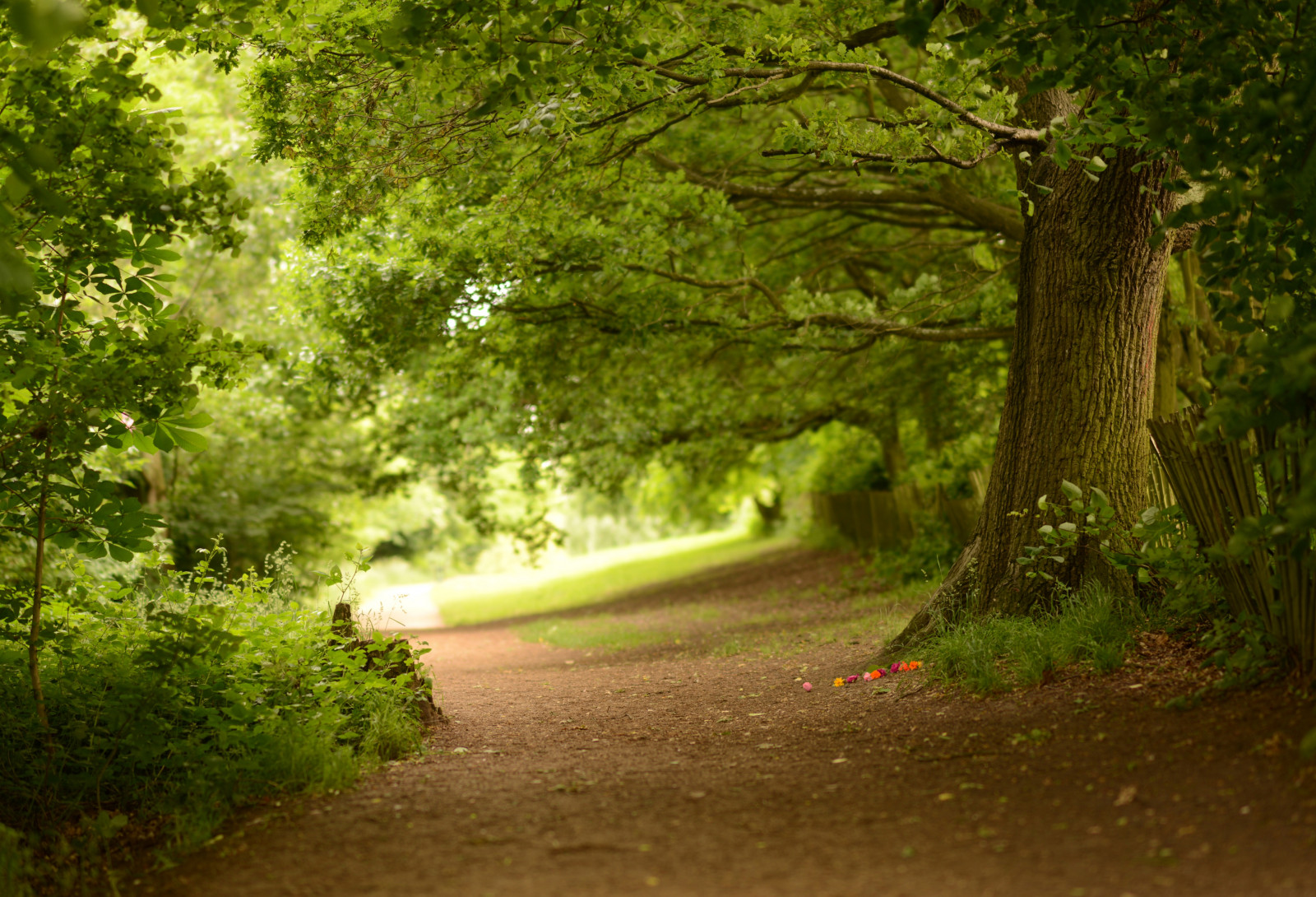green, nature, woodland, vegetation, tree, forest, leaf, path, nature reserve, grove, grass, sunlight, deciduous, landscape, old growth forest, biome, plant, branch, temperate broadleaf and mixed forest, jungle, temperate coniferous forest, rainforest