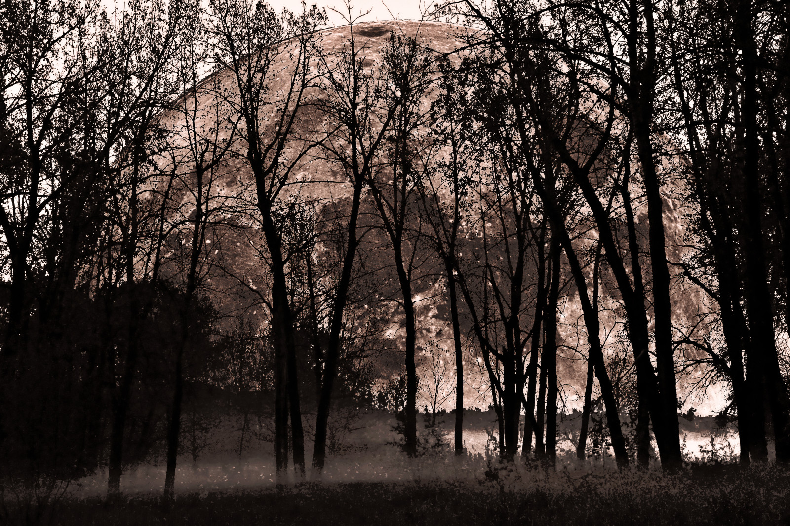 slunečnímu záření, stromy, krajina, les, noc, strašidelný, Příroda, tráva, nebe, strašidelný, zima, předvečer Všech svatých, větev, Měsíc, večer, ráno, mlha, Kánon, lebka, atmosféra, soumrak, jaro, půlnoc, Soumrak, strom, podzim, stíny, mlha, rostlina, siluety, strašidelný, větve, les, úplněk, tma, eos60d, zálesí, háj, počítač tapeta, Černý a bílý, dřevina, kufr, zlověstný, davidsmith, calgaryalbertacanada, harvestmoon, šťastný Halloween, noc děsu