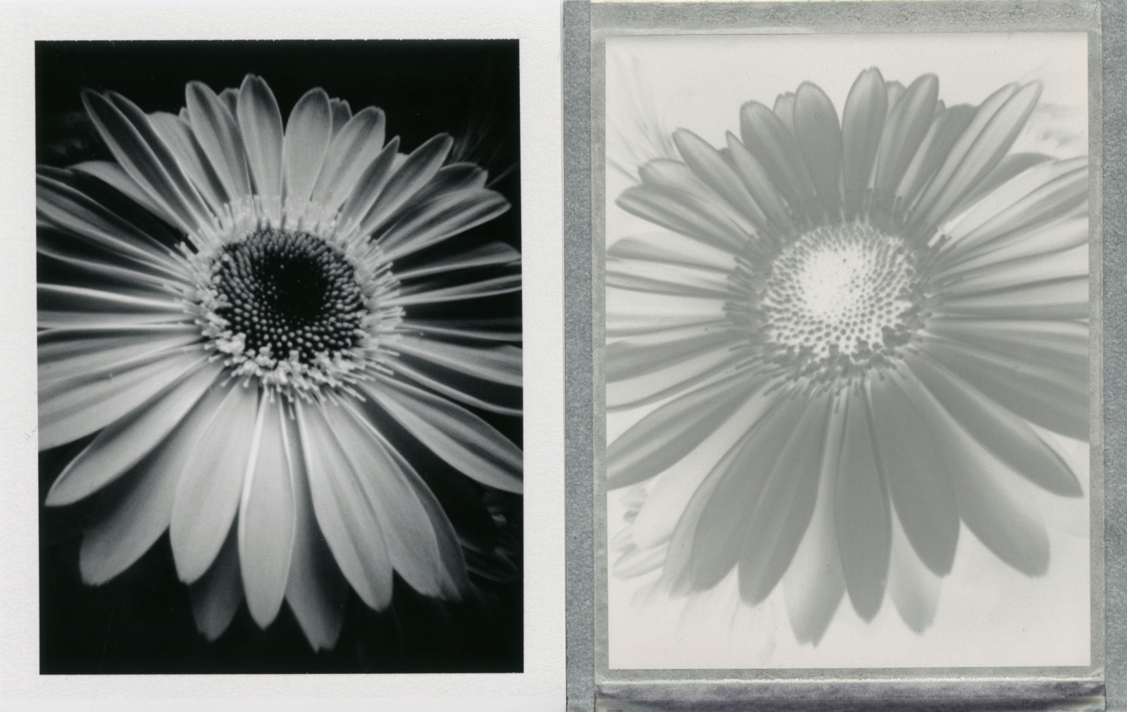 výkres, bílý, černobílý, symetrie, Polaroid, Fujifilm, Sedmikráska, Černý a bílý, květ, kolo, materiál, okvětní lístek, křídlo, dírka, skica, Černý a bílý, monochromatické fotografování, instantní film, fujifp3000b, pinholecamera, polaroidweek, fp3000b, vermeercamera, polaroidweek2015