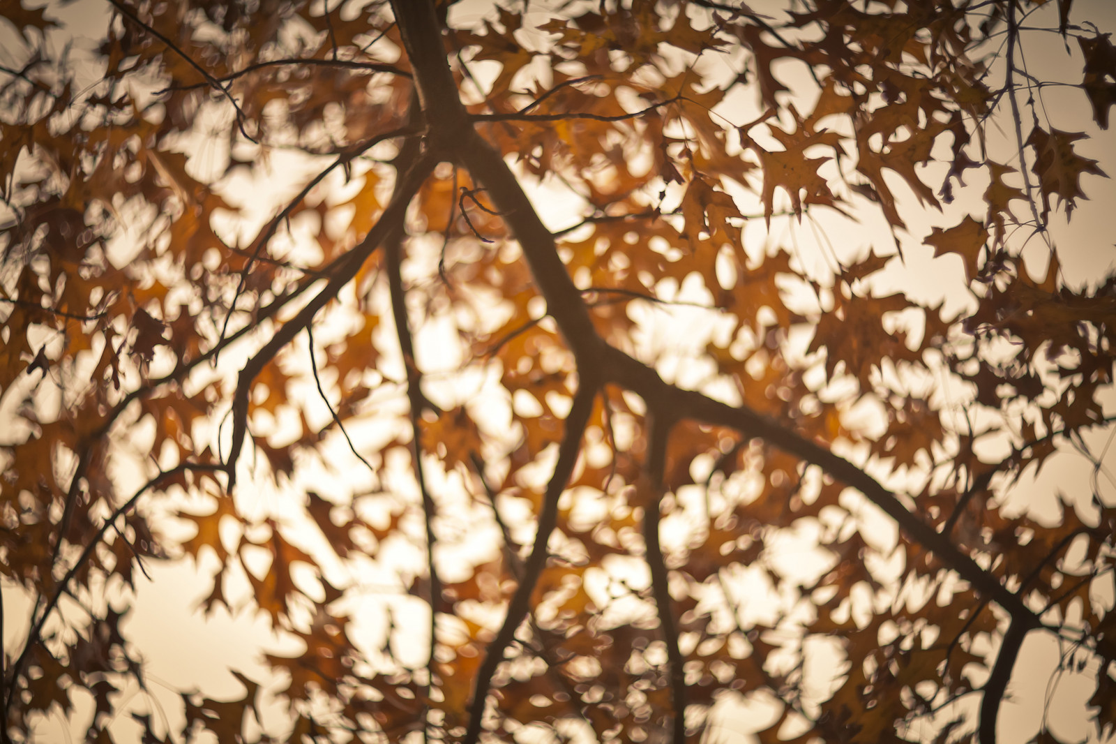 větev, vzor, oranžový, větrný, padající, jaro, jantar, strom, podzim, list, rostlina, rozmazat, podzimní listí, větve, větvička, počítač tapeta, Helios, clamson