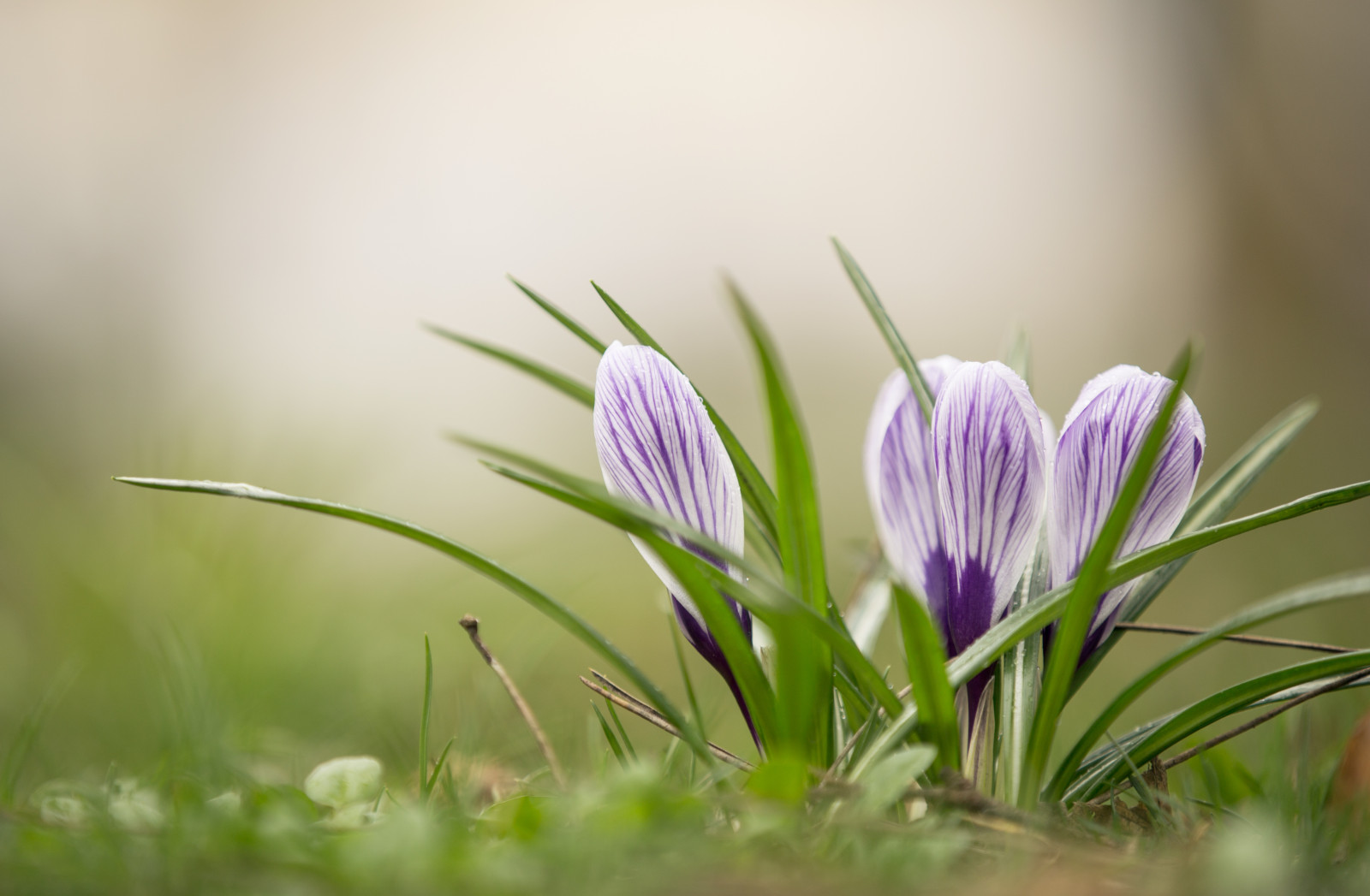 Wallpaper : sunlight, landscape, lights, colorful, forest ...