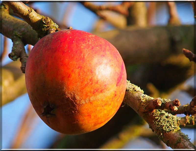 Lebensmittel,Ast,Frucht,2012,Herbst,Blume