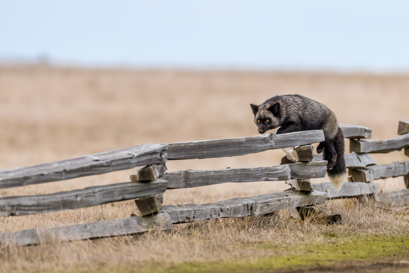 Volně žijících živočichů, fauna, ekoregion, tráva, čenich, krajina