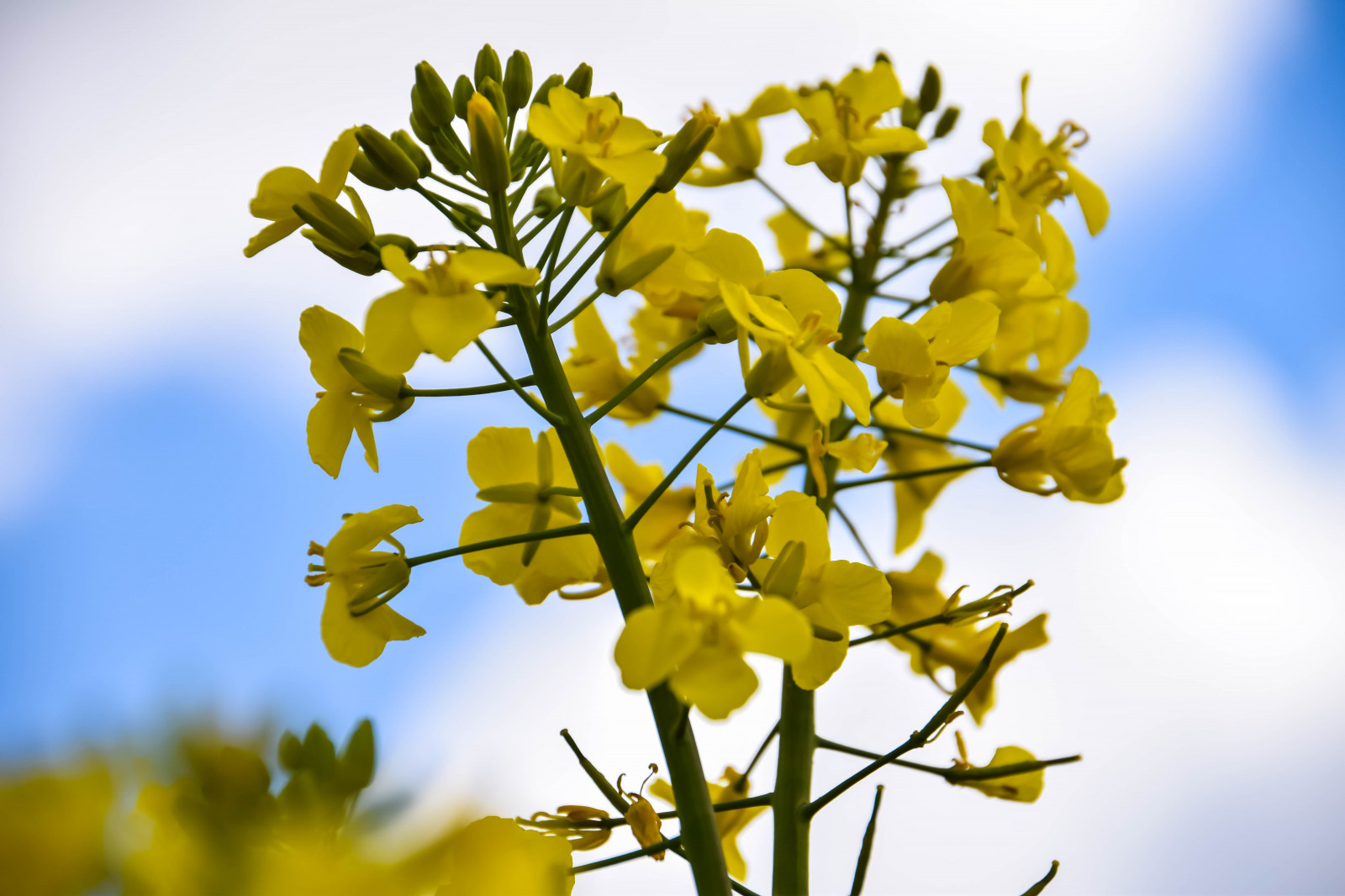 slunečnímu záření, jídlo, Příroda, nebe, větev, zelená, žlutý, květ, Švédsko, Sverige, řepkového, strom, list, květ, rostlina, venkovní, flóra, sk nel n, se, nebe, sk ne, venkov, landsbygd, znásilnění, silnice, brassicanapus, rapseed, spannm l, nárazy, earlysummer, latesrping, řepka, divoká rostlina, vyrobit, botanika, suchozemská rostlina, kvetoucí rostlina, dřevina, keř, makro fotografie, závod stonek, brassica, hořčice závod, jinan dvoulaločný