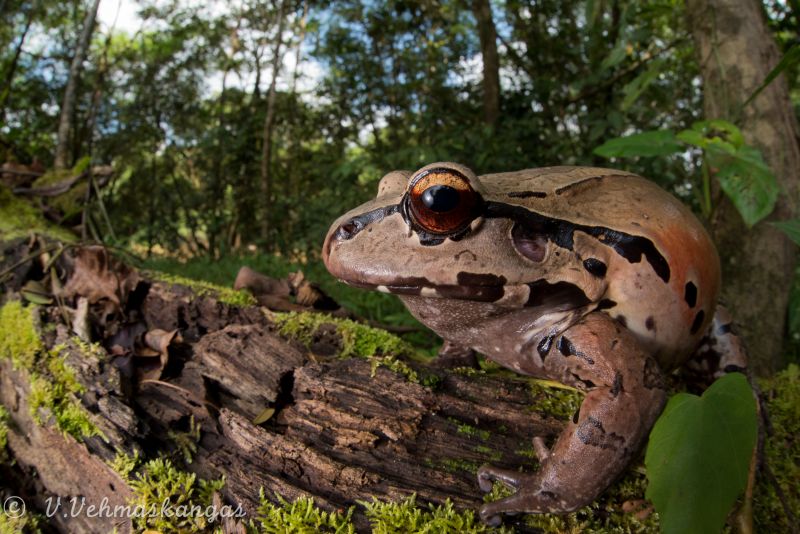 albero, anfibio, erba, foresta, giungla, bosco