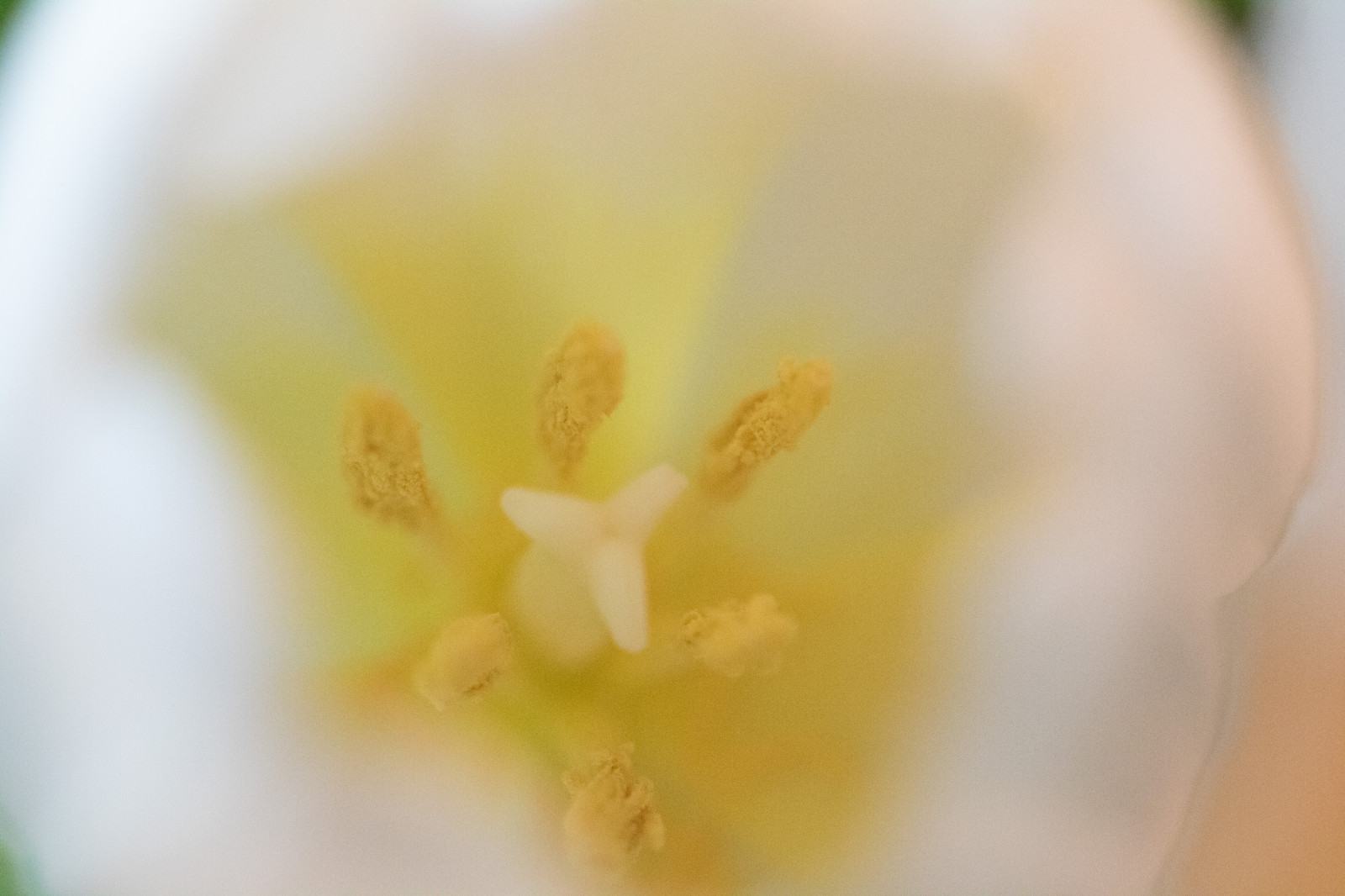 bílý, fotografování, žlutý, pyl, květ, list, květ, rostlina, flóra, highkey, Blomma, Tulpan, okvětní lístek, vit, tiulip, suchozemská rostlina, kvetoucí rostlina, zblízka, makro fotografie, závod stonek