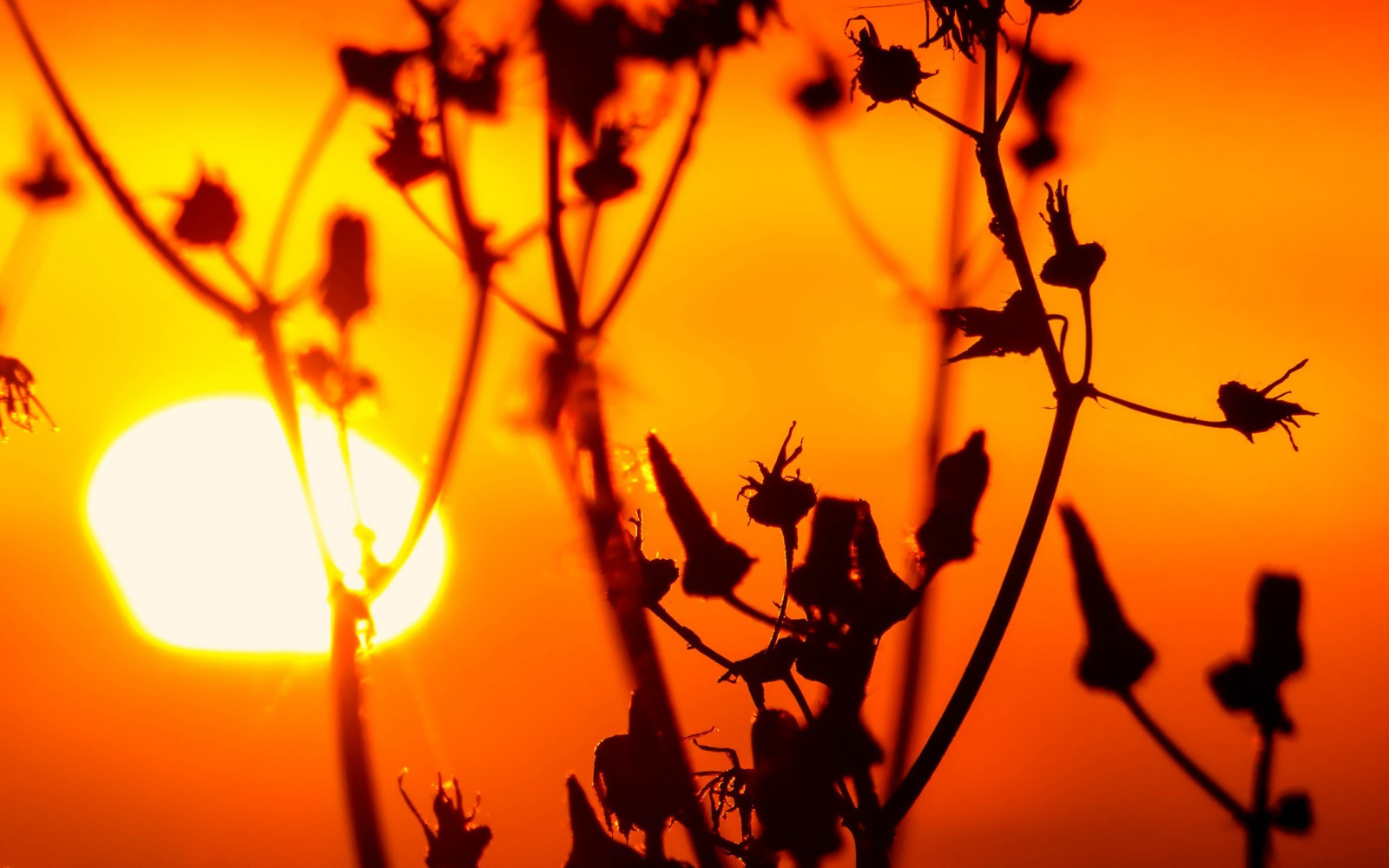 Sonnenlicht, Sonnenuntergang, Natur, Pflanzen, Fotografie, Silhouette, Makro, Ast, Sonnenaufgang, Gelb, Abend, Morgen, Sonne, Licht, Herbst, Blatt, Blume, Pflanze, 2560x1600 px, Makrofotografie