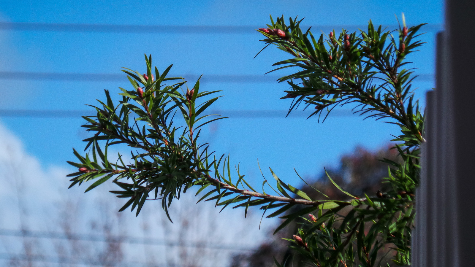 květiny, modrý, Červené, nebe, bílý, rostlina, zelená, horizontální, mraky, plot, keř, železo, jeřabin, Napájení, bokeh, Samsung, kabely, Adelaide, vlnitý, dychtivý, převislý, Hindmarsh, theen, portroad, Listové listy