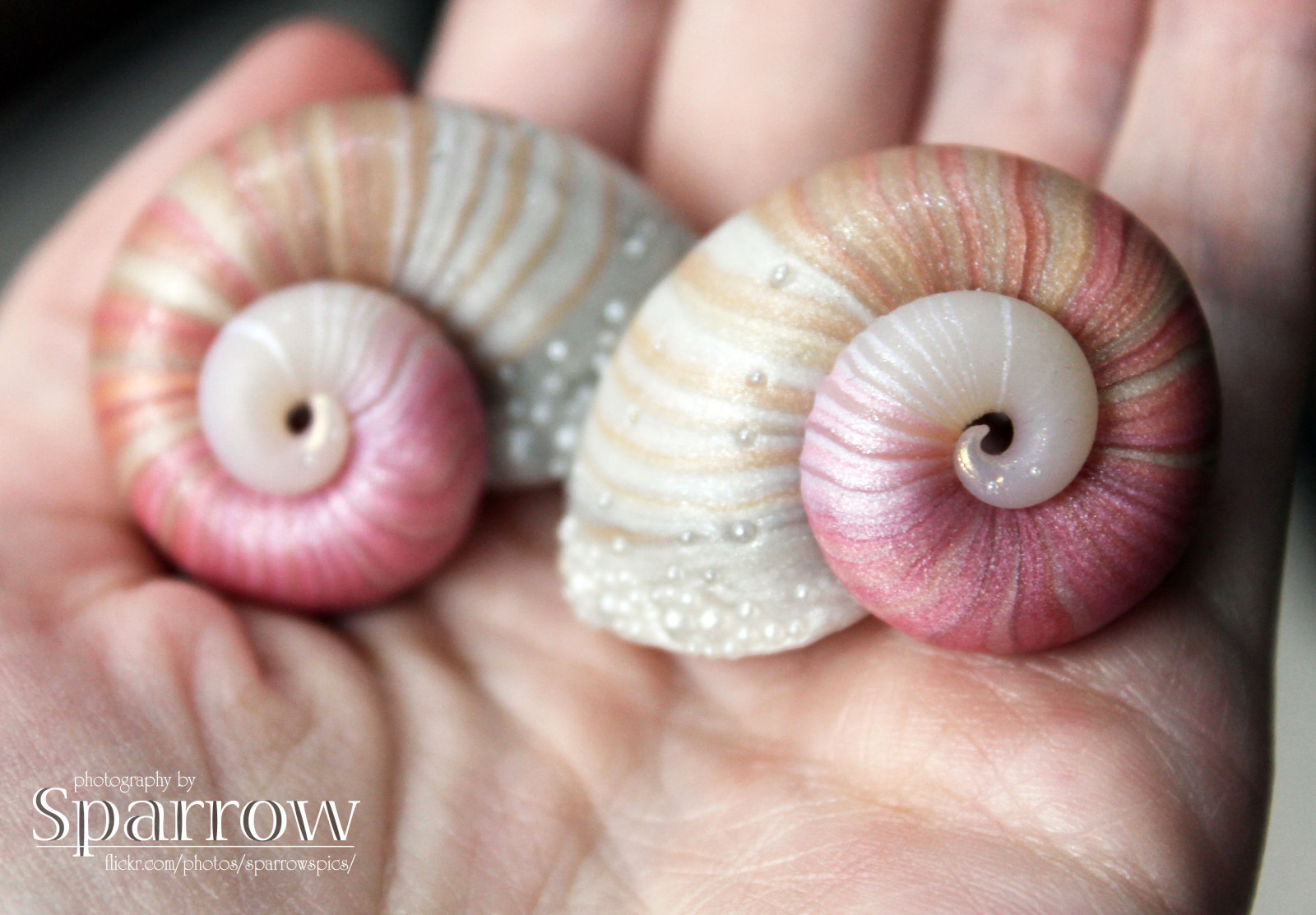 růžky, opálení, růžový, hlemýžď, mušle, oko, nehet, rin, pohádková země, zblízka, MNF, mořský šnek, nautilida, Vrabce, Sparrowshop, Minfee, conchology