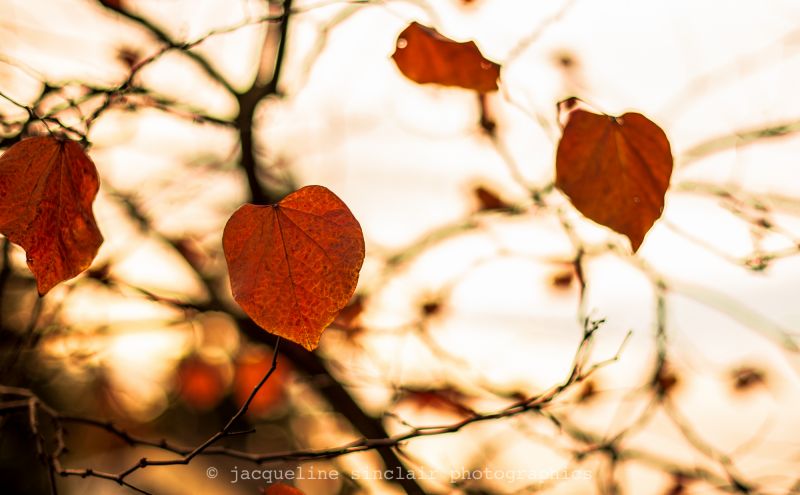 otoño, Árboles, color, otoño, naranja, árbol otoño, Árboles, color, otoño, naranja, árbol