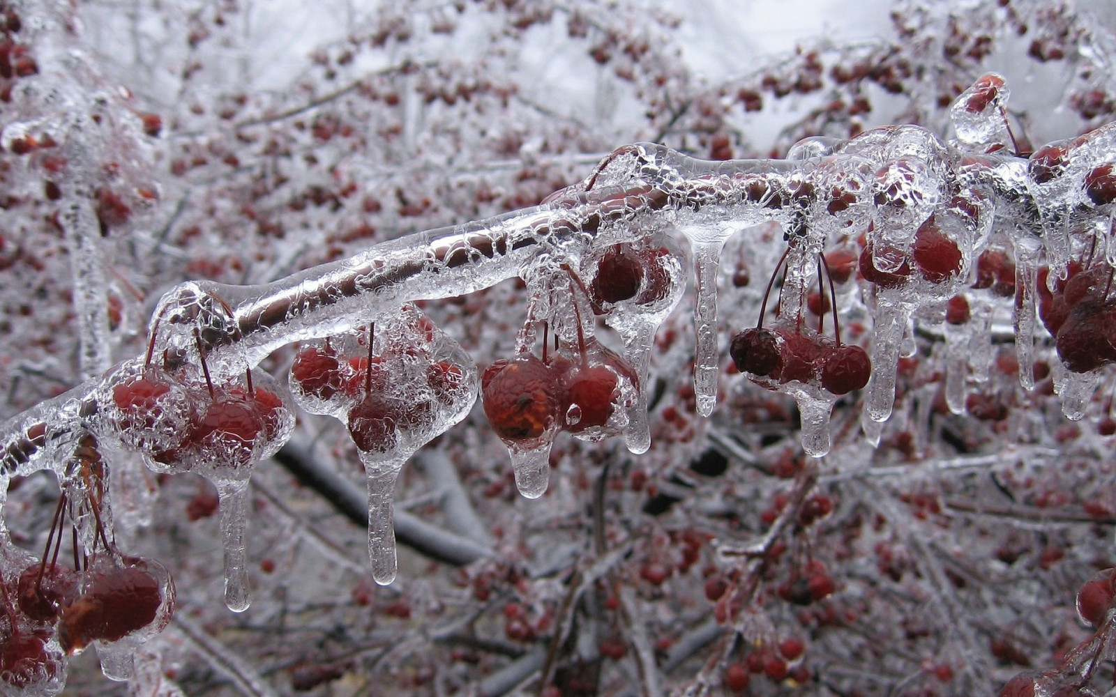 Wallpaper 1920x1200 px, cherry, cold, Freezing, fruit, ice, nature