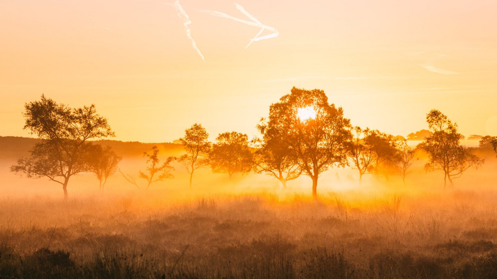 Wallpaper 2048x1152 px 500px gold James Mills nature Wallpaper 2048x1152 px 500px gold James Mills nature