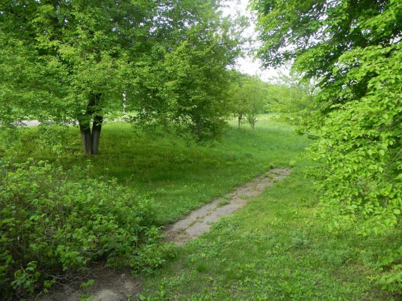 Árboles,bosque,naturaleza,césped,verde,reserva natural