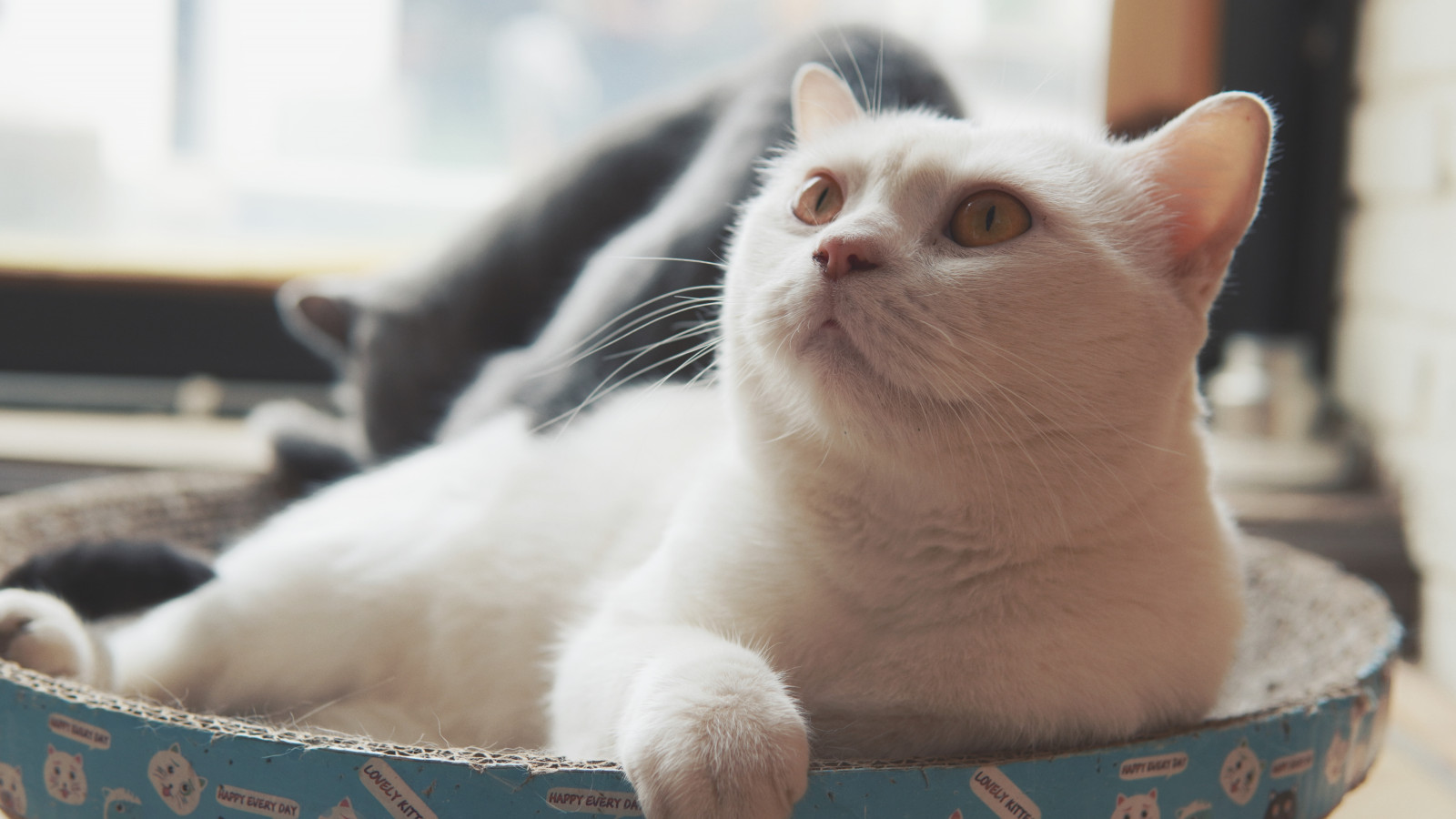 zvířecí uši, kočky, zvěř