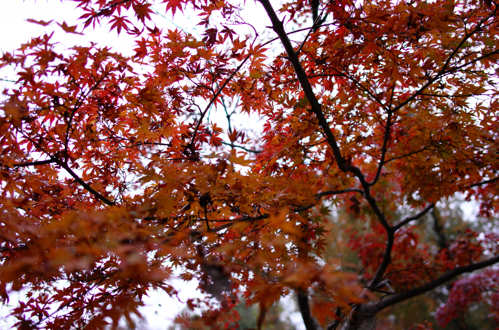 Japan, sollys, natur, afdeling, Leica, Tokyo, Jp, træ, efterår, blad, blomst, plante, sæson, CC, t, Chofu, leicat, Summicron, kreative fællesheder, Jindaiji, summicron235, 235, jord plante, blomstrende plante, vedplante, løvfældende, ahorntræ