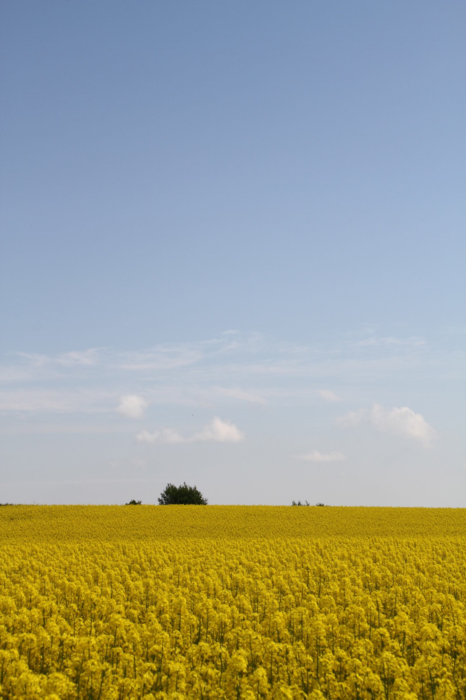 jídlo, nebe, pole, žlutý, horizont, řepkového, květ, lučina, rostlina, znásilnění, nárazy, řepka, rapefield, zemědělství, louka, prostý, prérie, oříznutí, venkov, vyrobit, suchozemská rostlina, kvetoucí rostlina, ekosystém, tráva rodina, zeleninový, brassica, daisy rodina, hořčice závod, hořčice a zelí rodina