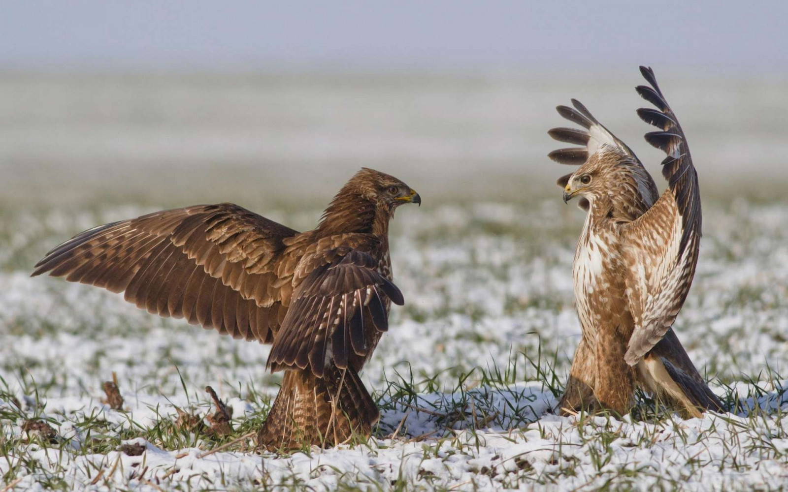 Hintergrundbilder V gel Gras Schnee Tierwelt Raubvogel Adler 