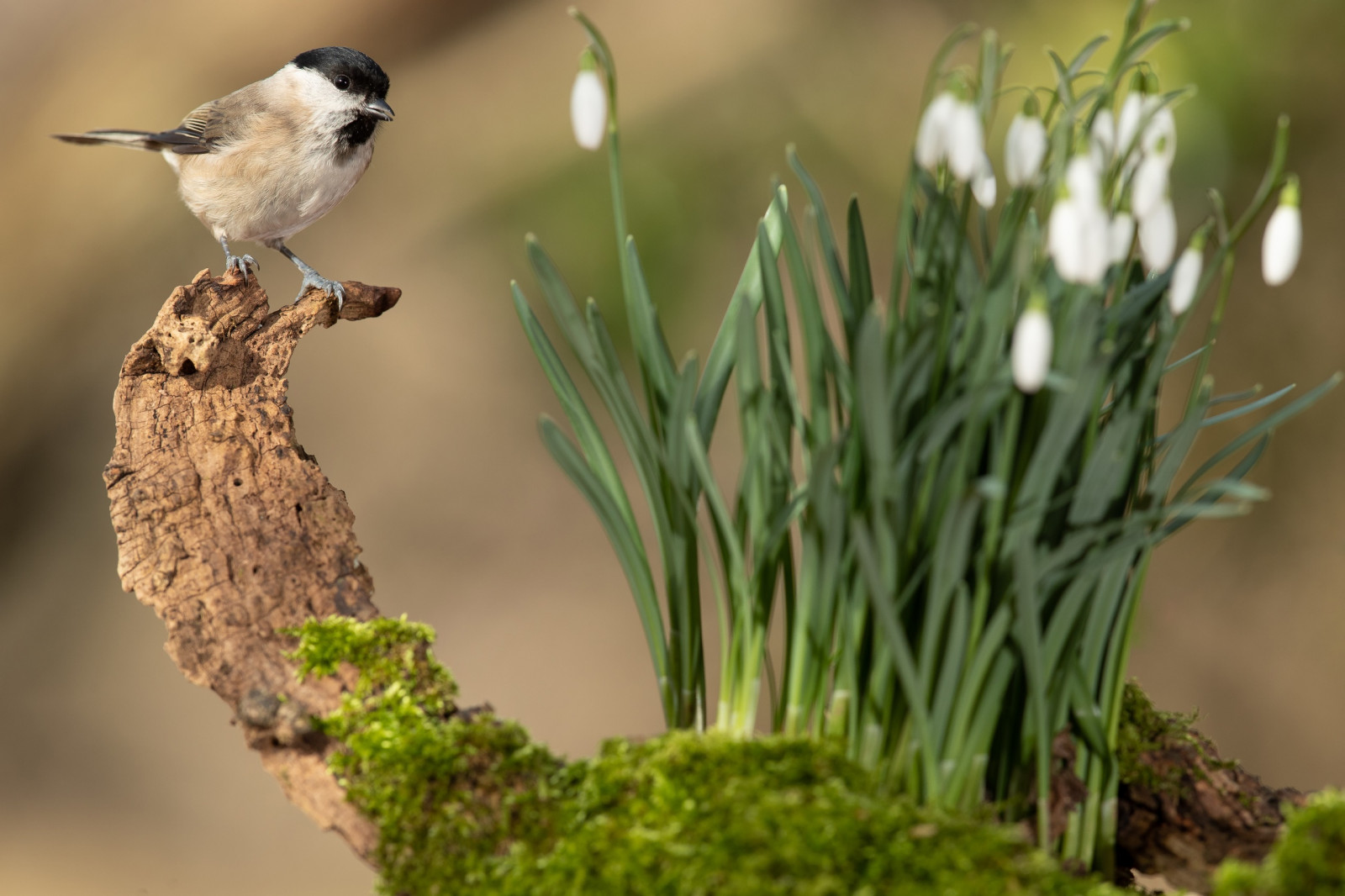 Wallpaper flowers, plants, birds, animals 2560x1707 WallpaperManiac