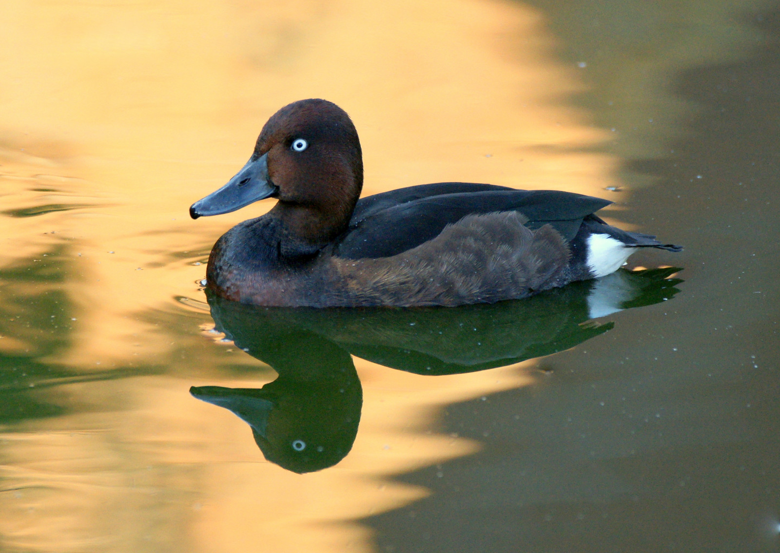 UK, lys, skygge, rød, Sol, farve, detalje, afspejling, øje, vand, solskin, and, Dam, tæt, næb, fjer, september, autumncolours, skygge, Dorset, whiteeyedpochard, krusninger, farverig, 75, Bournemouth, 2012, fjerdragt, stevemaskell, splashofcolour, Throop, ferruginousduck, aythyanyroca, reflectedcolour, fiveminutesfromhome, 112in2012