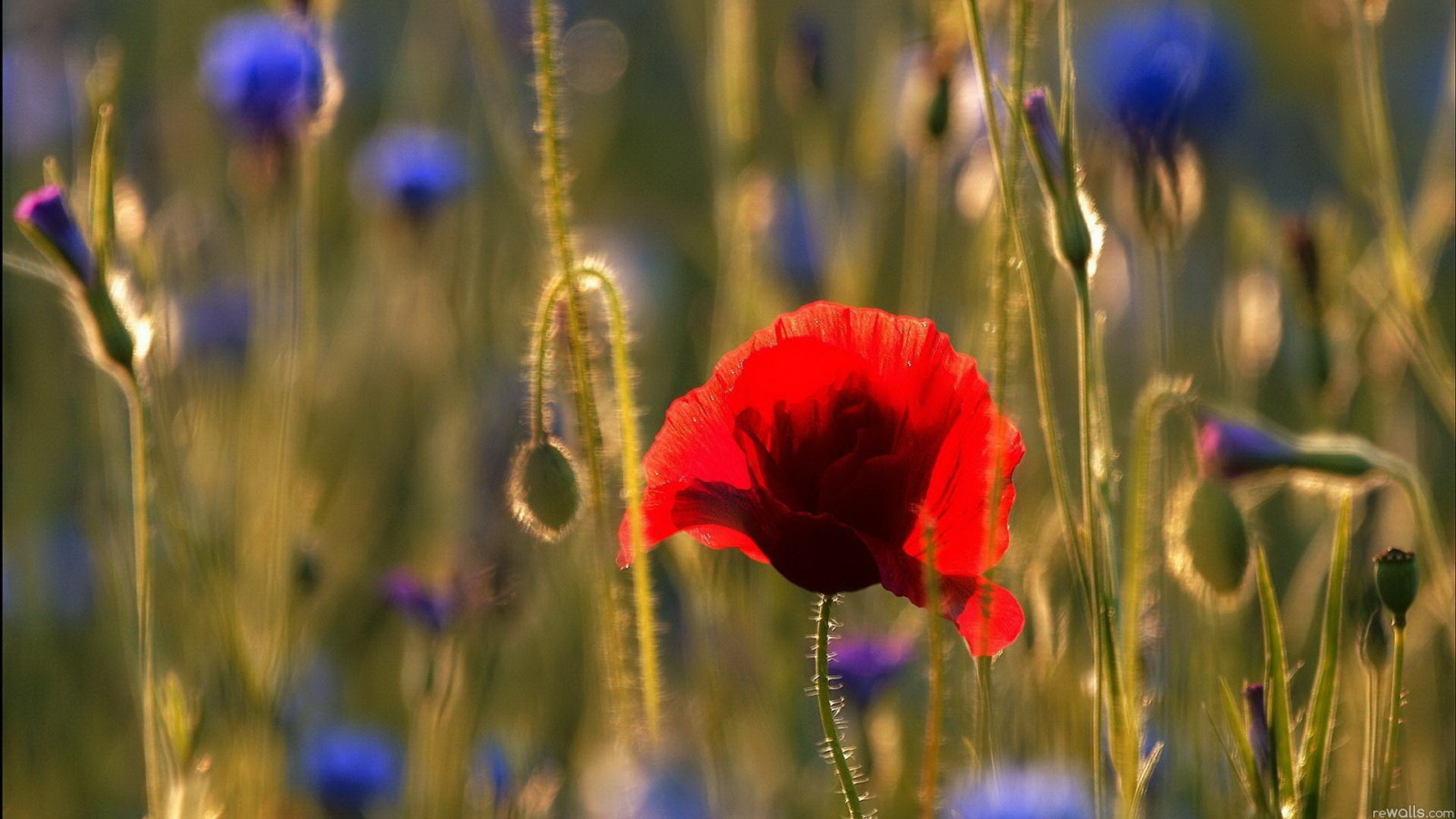slunečnímu záření, květiny, Příroda, tráva, pole, červené květy, vlčí mák, květ, rostlina, mák, flóra, okvětní lístek, louka, divoká rostlina, prérie, coquelicot, suchozemská rostlina, kvetoucí rostlina, makro fotografie, tráva rodina, mák rodina