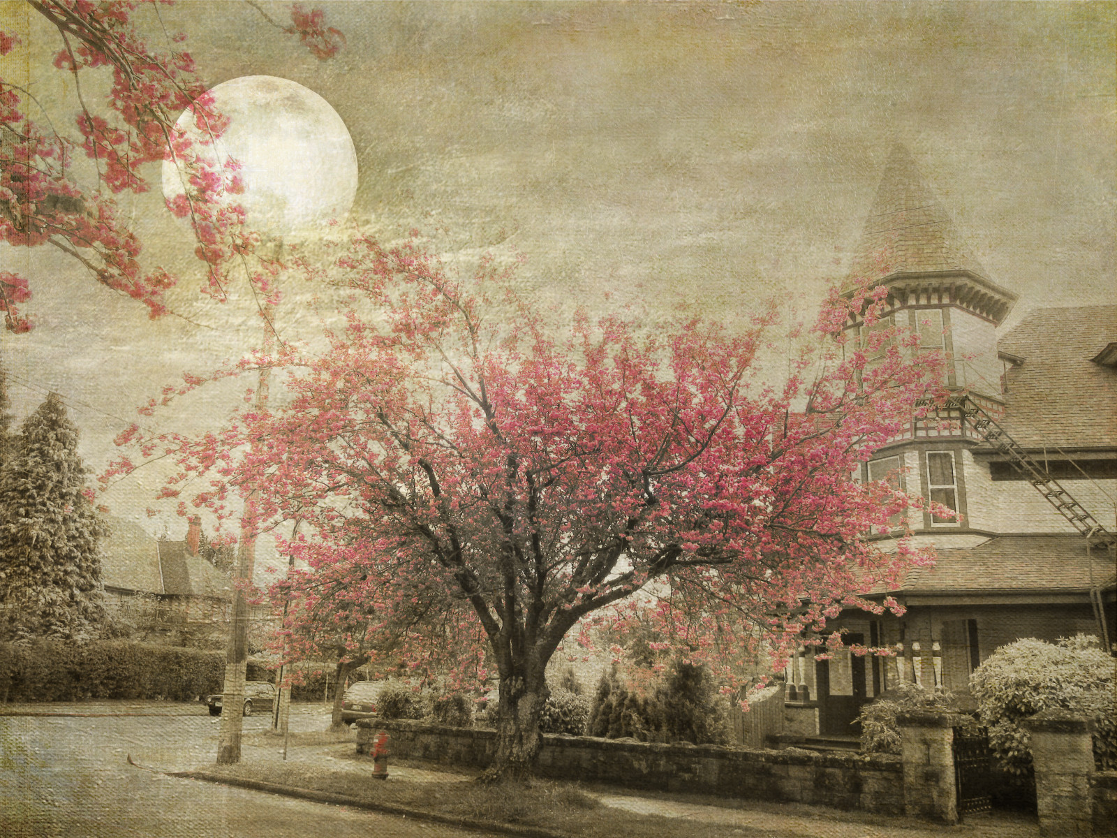 malování, větev, Měsíc, květy, Třešňový květ, květ, růžový, strom, podzim, květ, rostlina, sezóna, sakura, magicunicornverybest, magicunicornmasterpiece, tatot