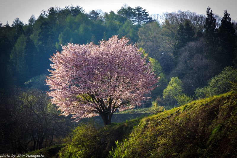 Příroda, strom, vegetace, dřevina, nebe, rostlina