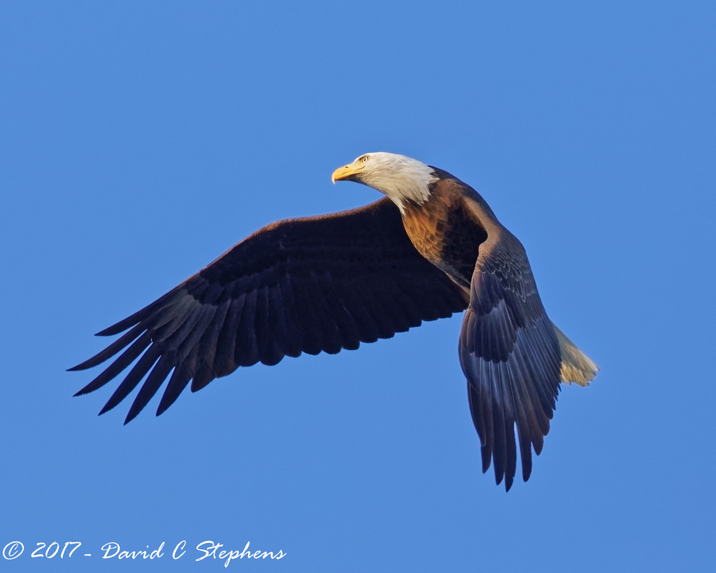 ธรรมชาติ, เมือง, ท้องฟ้า, บิน, สัตว์ป่า, นกล่าเหยื่อ, นกอินทรี, โคโลราโด, หัวโล้น, ว่าว, ปาก, บิน, แร็ปเตอร์, เที่ยวบิน, นก, bif, เหยี่ยว, birdofprey, Baldeagle, ขน, urbannature, เรา, อีแร้ง, ปีก, สัตว์ป่า, สหรัฐ, อีแร้ง, accipitriformes, สงวนลิขสิทธิ์, birdinflight, canon5dmkiv, Englewood, ef500mmf4lisii, ef14xtciii, copyright2017davidcstephens, cherrycreekstatepark, dxoopticspro1131, n7a5726dxo