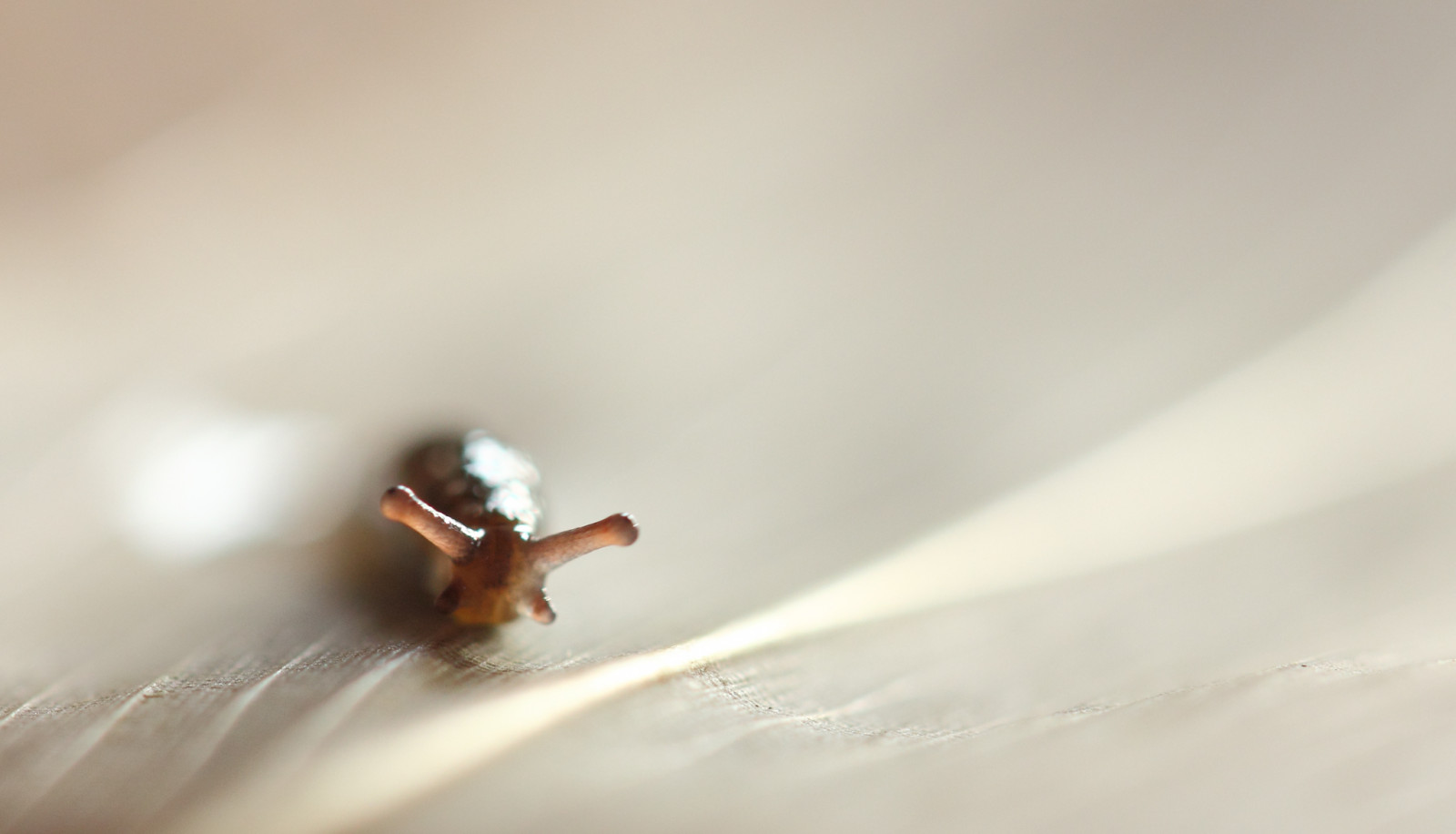 detalje, makro, natur, tæt på, have, gylden, Skotland, beige, skinnende, smuk, bølger, arty, bokeh, dyreliv, slug, slim, enkel, minimalistisk, antenner, slimet, bløddyr, fangarme, hvirvelløse, Ayrshire, shallowdof, Stewarton, onleaf, eastayrshire, opticaltentacles, sensorytentacles