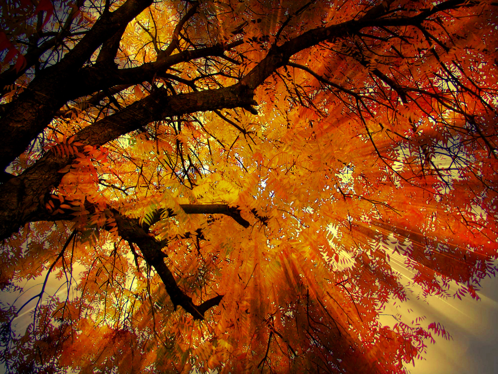 efterår, rød, orange, træ, efterår, natur, blade, gul, blad, sæsoner, udendørs, udstråling, pris, vinder, anden, strålende, flickraward, 15challengeswinner, challengegamewinner, friendlychallengeswinner, thechallengefactory, thechallengefactorywinner, thechallengefactoryunanimouswinner, flickraward5, flickrawardgallery, challengegroupsecondplace