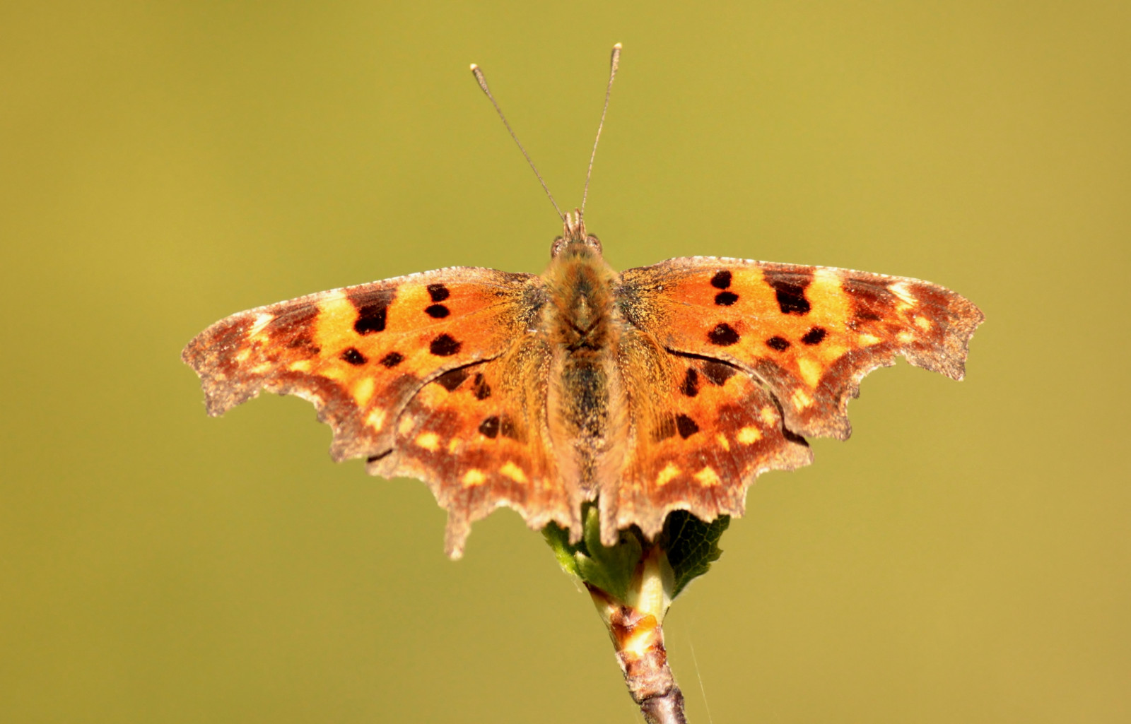 Příroda, motýl, hmyz, Volně žijících živočichů, mol, prozkoumat, vlinder, gehakkeldeaurelia, polygoniacalbum, makro fotografie, bezobratlý, členovců, organismus, opylovači, můry a motýli, lycaenid, motýl monarcha, štětec footed motýl