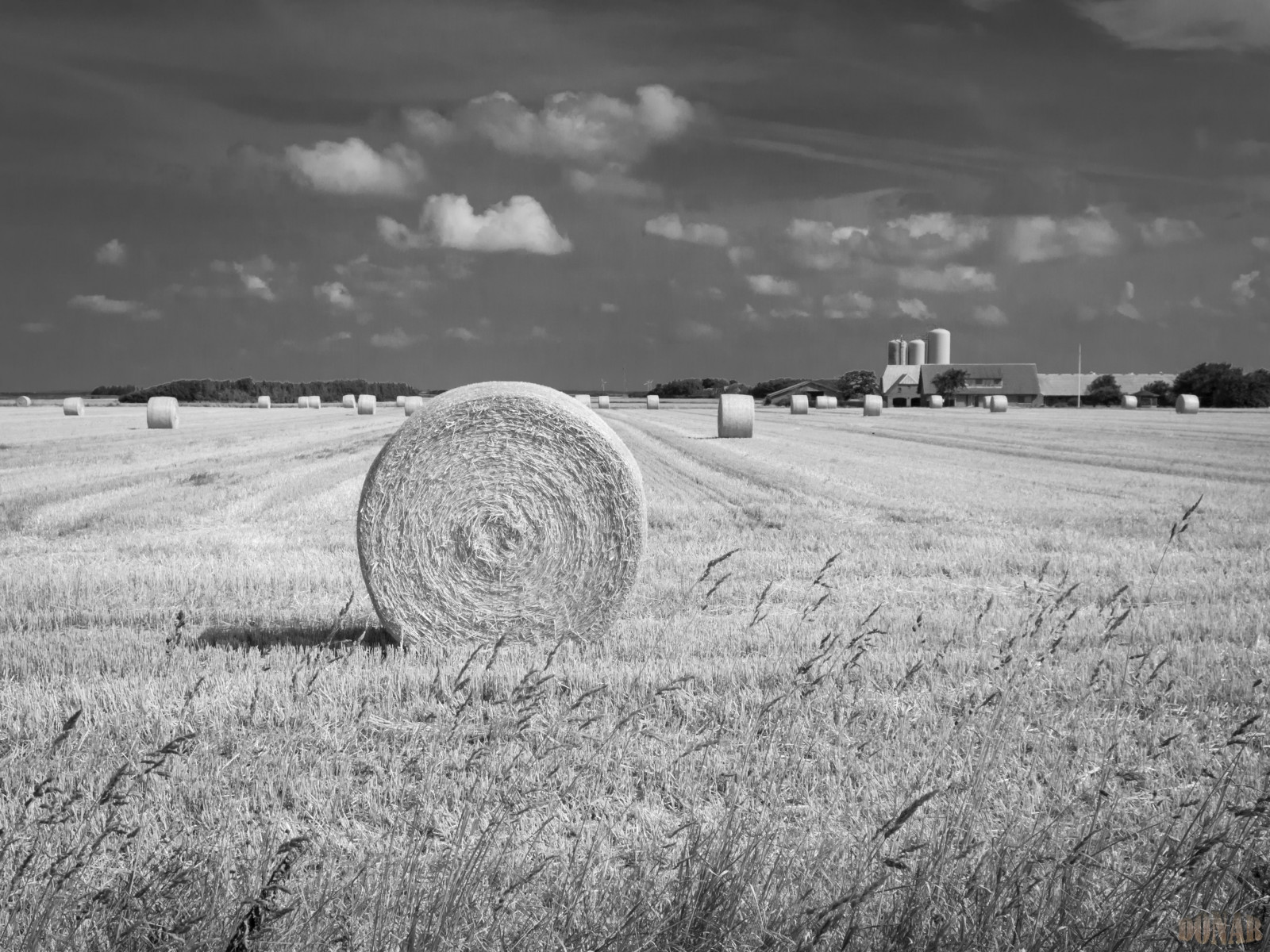 Příroda, pole, krajina, Dánsko, Černá bílá, Evropa, donar