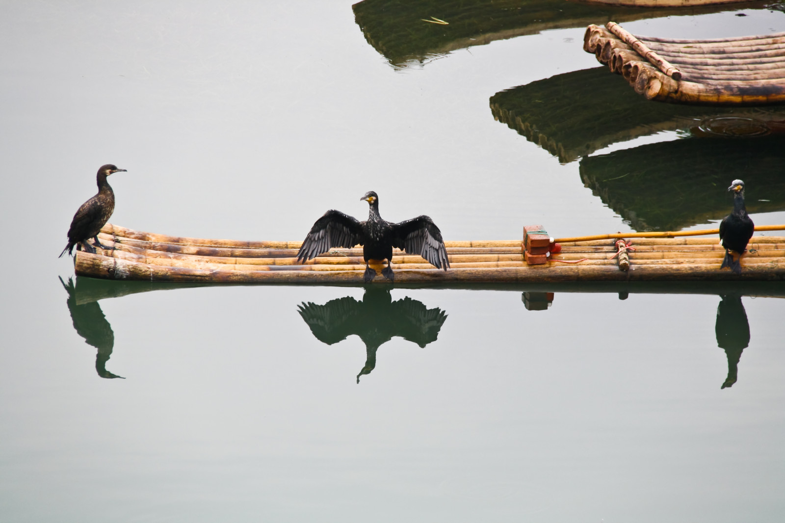 sort, fugle, dyr, Asien, Kina, vand, afspejling, himmel, bro, flod, verden, ferie, rejse, fugl, mygearandme, refleksioner, rejse, nero, flickraward, fiume, thegalaxy, autofokus, vigilantphotographersunite, SOE, allnaturesparadise, magicmomentsinyourlifelevel1, flickrstruereflection1, ringexcellence, rememberthatmomentlevel1, flickrsfinestimages1, rejse, Viaggi, vacanze, guangxi, Riflessi, skarver, Uccelli, yangshuo, mondo, cina, Cormorani, Yulong