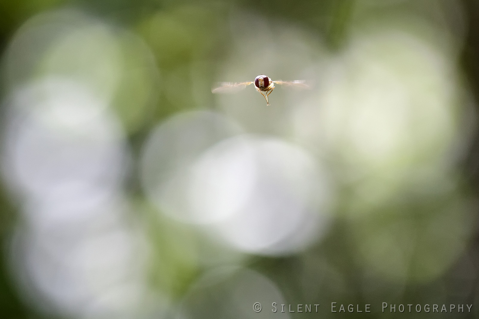 Silent Insect Wallpaper : water, nature, Canon, eagle, Fly, silent, Harrier, high ...