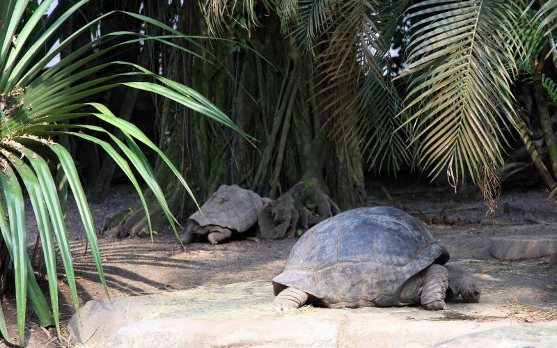 1920x1200 px, dieren, schildpadden 1920x1200 px, dieren, schildpadden