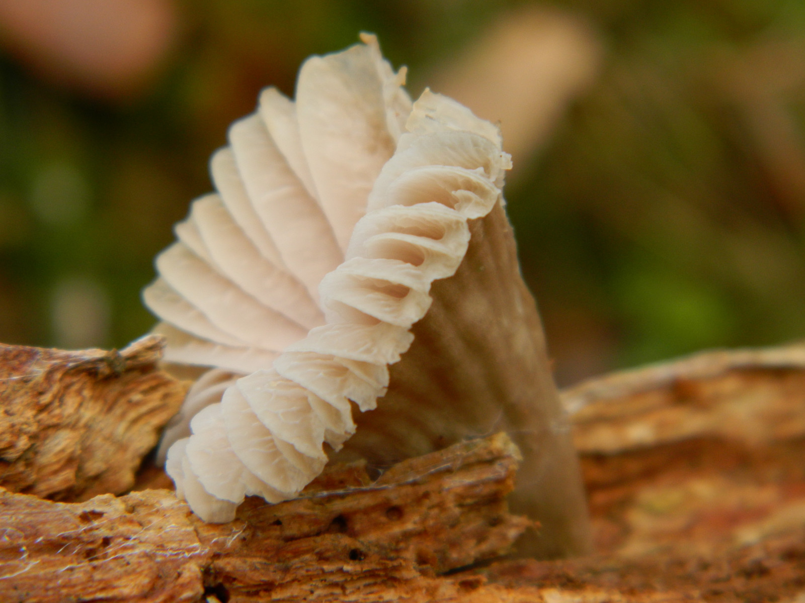 houba, léčivý houba, houba, Agaricaceae, jedlá houba, hlíva ústřičná, makro fotografie, agaricus