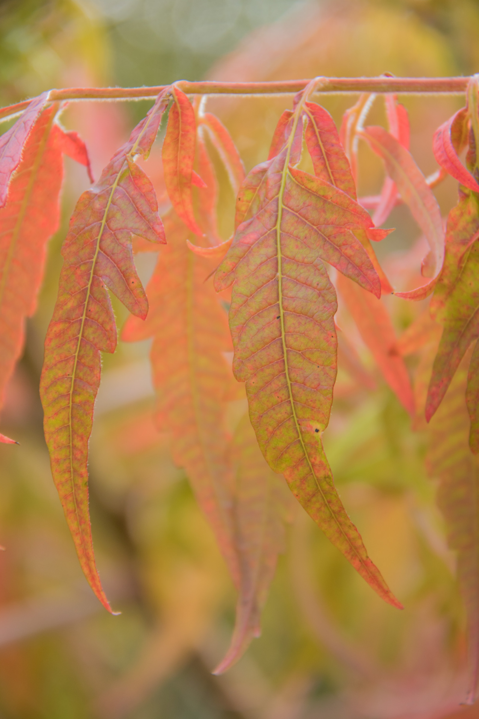 สวน, สีแดง, จอด, สาขา, น้ำค้างแข็ง, ต้นไม้, ฤดูใบไม้ร่วง, ใบไม้, ดอกไม้, ปลูก, ฤดู, พืช, h st, exif model canoneos760d, ประเทศธรณีวิทยา, กล้องทำให้ Canon, geocity, กล้องรุ่น canoneos760d, geostate, ตำแหน่งทางภูมิศาสตร์, เลนส์ Exifs efs18200mmf3556is, รูรับแสง 56, exif ทำให้ canon, exif isospeed 200, exif focallength 120 มม, Alnarp, พฤกษศาสตร์, โรงงานที่ดิน, พืชดอก, ไม้ยืนต้น, ใกล้ชิด, ไม้พุ่ม, การถ่ายภาพมาโคร, ต้นกำเนิด, ต้นเมเปิ้ล, ใบเมเปิล