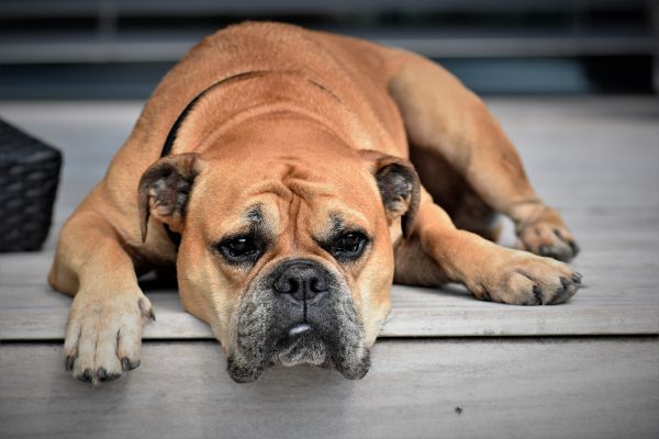 continental bulldog,dog,muzzle,lies