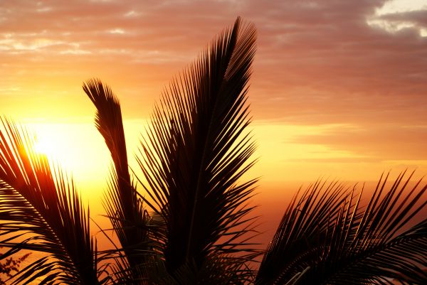 sunlight,sunset,sky,field,branch,sunrise