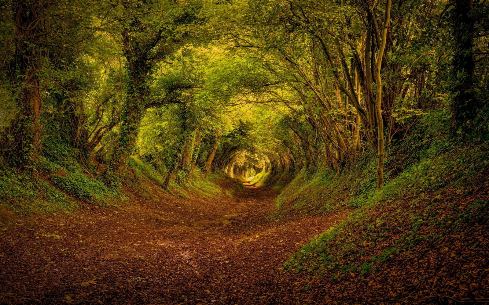 Wallpaper 1920x1200 px, forest, green, nature 1920x1200 1054525