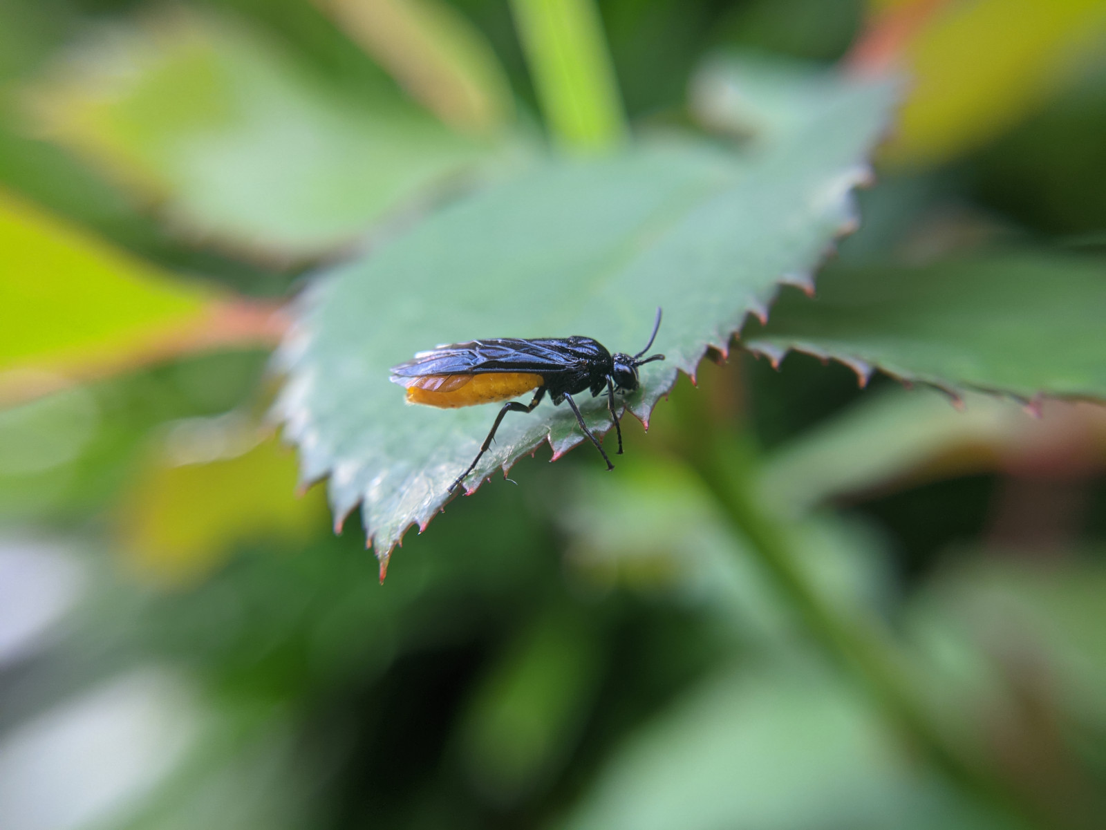Wallpaper : insect, macro, leaves, blurry background, photography ...