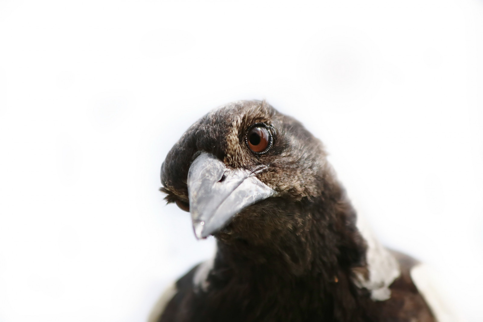 Wallpaper : birds, animals, white 2048x1365 - WallpaperManiac - 1178578