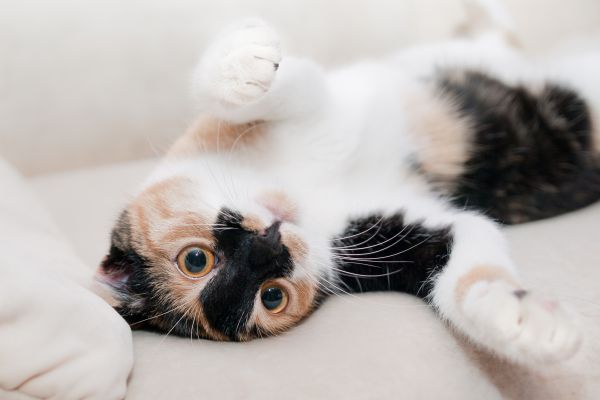 white,cat,nose,whiskers,skin,kitten