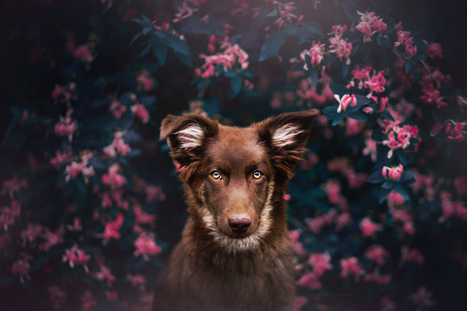 Hund, Tiere, Säugetiere, Pflanzen
