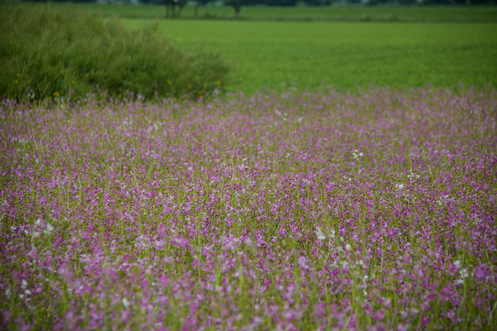 ดอกไม้, หญ้า, ฟิลด์, ลาเวนเดอร์, สีชมพู, ดอกไม้, ทุ่งหญ้า, ปลูก, blommor, f lt, s dersl tt, exif model canoneos760d, กล้องทำให้ Canon, กล้องรุ่น canoneos760d, ตำแหน่งทางภูมิศาสตร์, เลนส์ Exifs efs18200mmf3556is, exif ทำให้ canon, exif isospeed 100, รูรับแสง exif 63, ความยาวคลื่น exif 150 มม, rosa, woodcranesbill, geraniumsylvaticum, midsommarblomster, woodlandgeranium, ทุ่งหญ้า, ดอกไม้ป่า, สนามหญ้า, ทุ่งหญ้า, ถิ่นที่อยู่, สภาพแวดล้อมทางธรรมชาติ, โรงงานที่ดิน, พืชดอก, ครอบครัวหญ้า, ภาษาอังกฤษลาเวนเดอร์